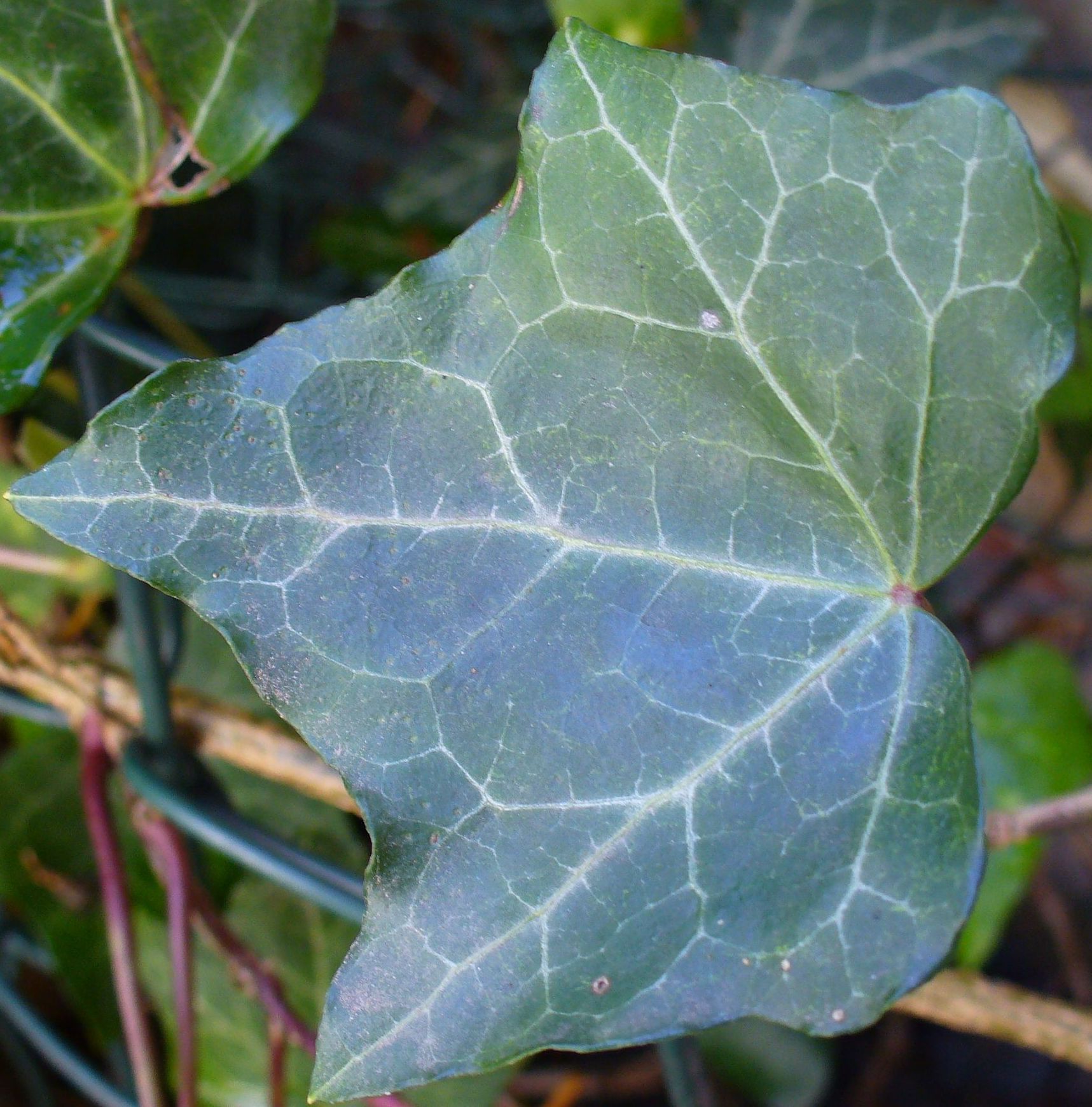 hedera helix