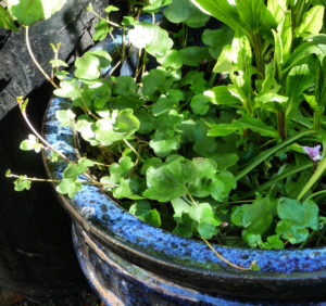 Ivy-leaved Toadflax in blue container clarified