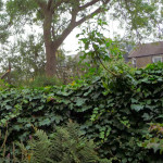 Ivy wall, Male Fern in front and Ash behind.jpg