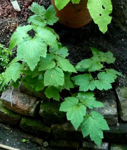 Japanese Anemone foliage