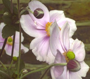 Japanese Anemone