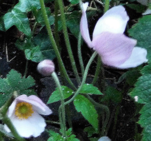 Japanese anemone