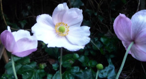 Japanese anemone