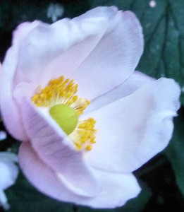 Japanese anemone closeup sharp