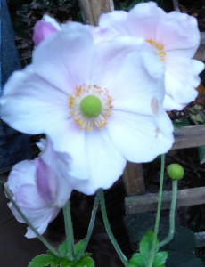 Japanese anemone crop