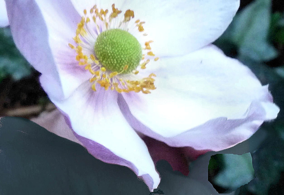 Japanese anemone