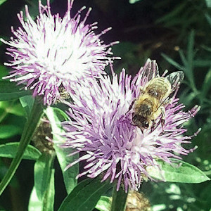 Knapweed, Honeybee