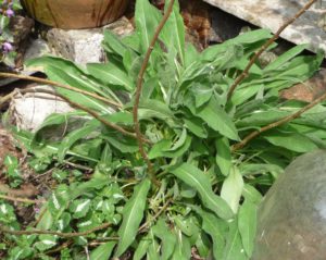 knapweed-leaves-in-spring