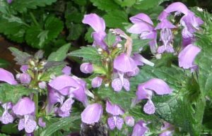 lamium-maculatum-closeup