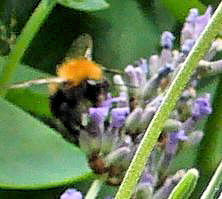 Lavender, Bumblebee