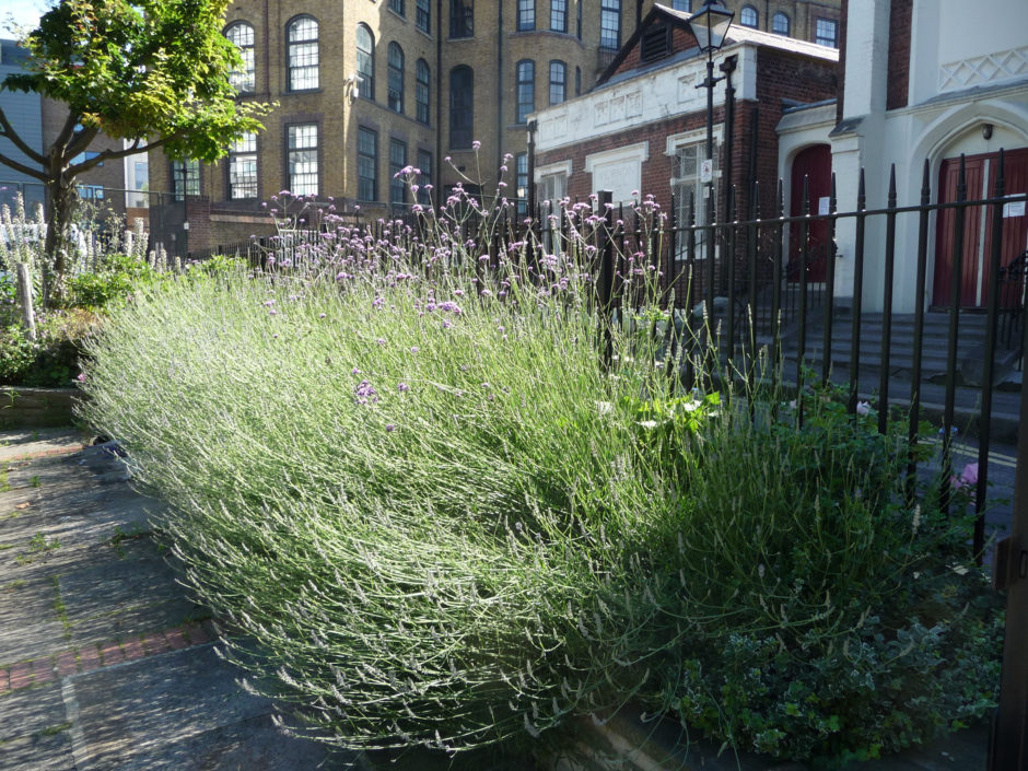 Lavender, Verbena Bonariensis, Vernon Square, Islington 4 July 2016