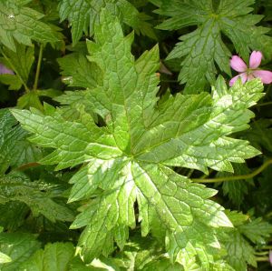 Leaf, Hardy G Wargrave Pink