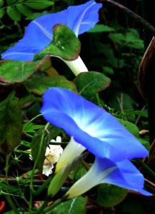 MGs -three Morning Glories on rose arch