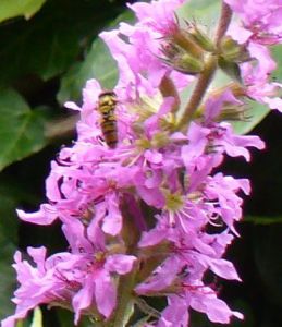 Marmalade Hoverfly, Purple Loosestrife