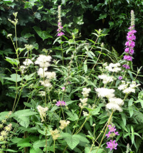 Meadowsweet and Purple Loosestrife