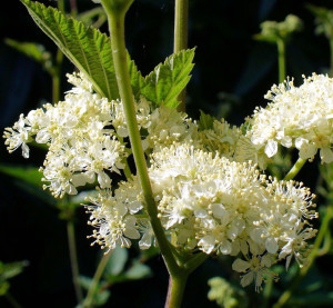 Meadowsweet enhanced