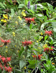 Monarda Squaw