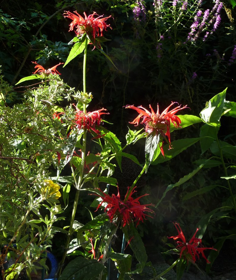 Monarda Squaw