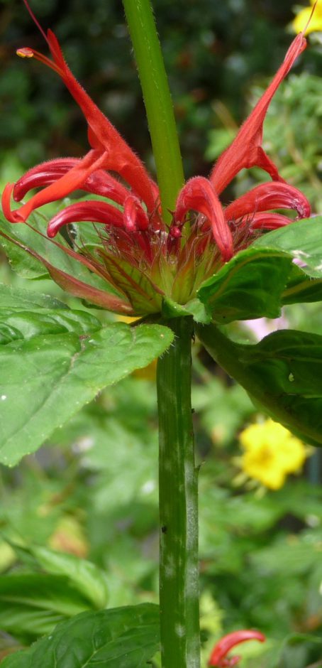 monarda-closeup