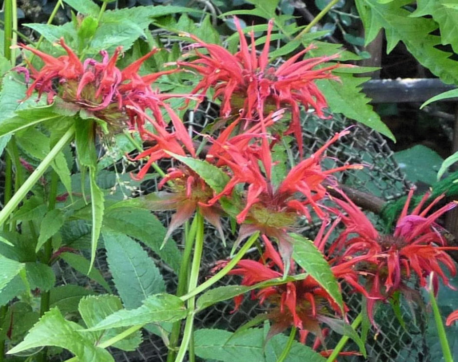 monarda-squaw-closeup