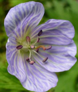 Mrs Kendall-Clarke with anthers