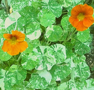 Nasturtium 'Alaska'