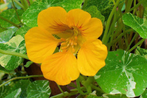 Nasturtium Alaska, closeup