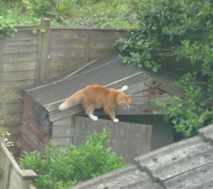 orange-cat-getting-into-shed