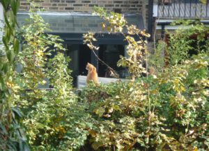 orange-cat-on-plimsoll-shed-2