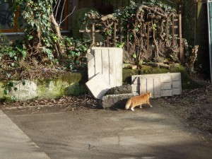 Orange cat walks on devastation