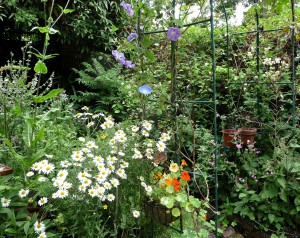 Oxeye Daisies