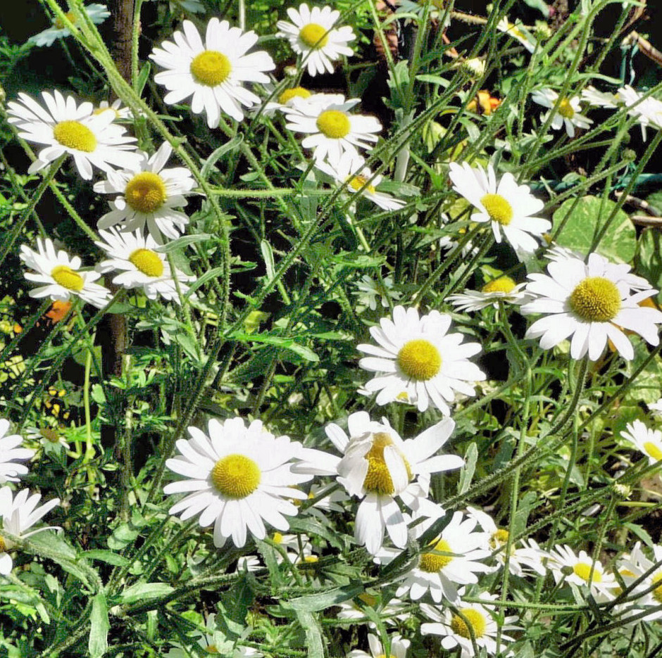 Oxeye Daisies, clarified