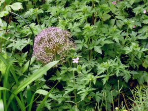 Allium Christophii 