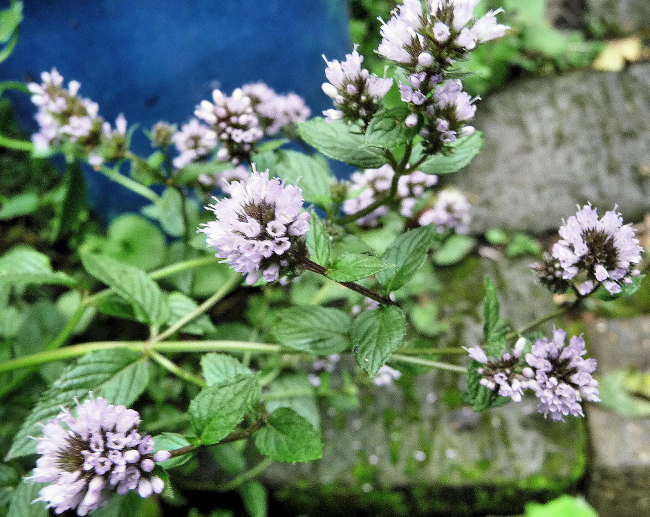 PEPPERMINT FLOWERS clarified Highbury Wildlife GardenHighbury