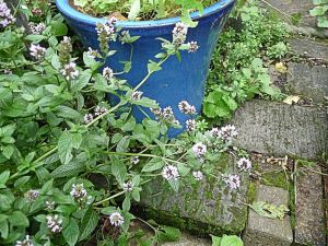 PEPPERMINT IN FLOWER BY TALL BLUE POT, 3 sept 2014