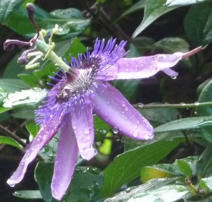 Passionflower amethyst after shower