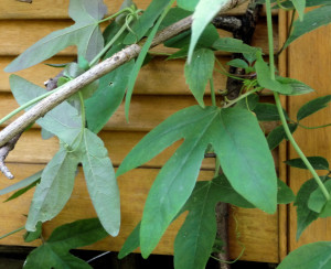 Passionflower leaves