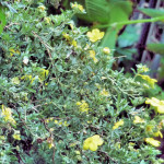 Potentilla enhanced