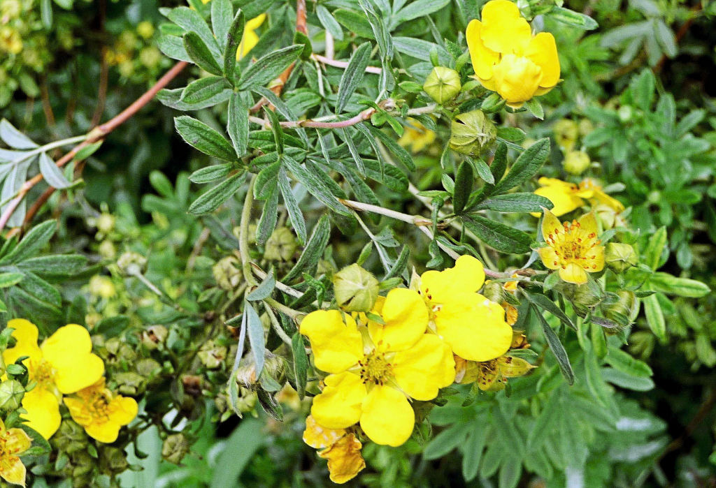 POTENTILLA (Cinquefoil) - Highbury Wildlife GardenHighbury Wildlife Garden