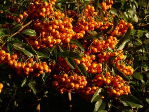 Pyracantha berries in sunshine