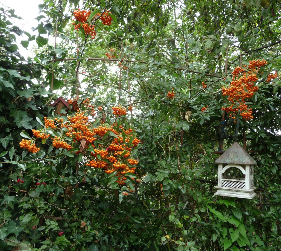 Pyracantha berries on RF trellis, Bempton feeder