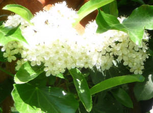 Pyracantha flowers closeup