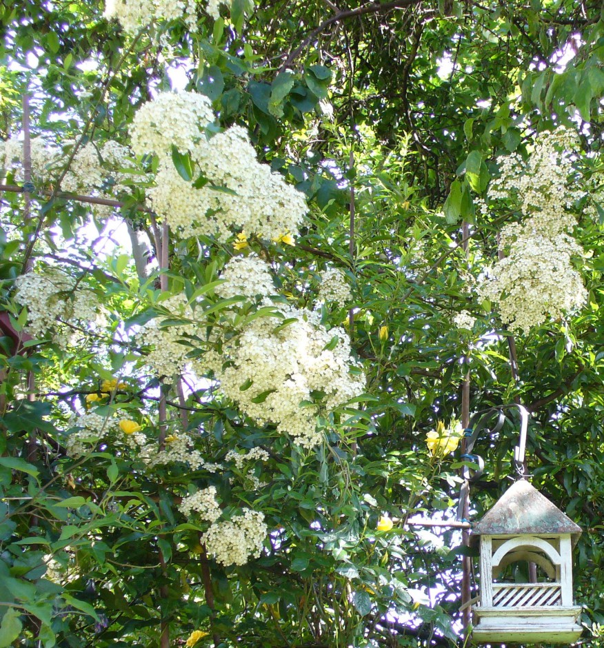 Pyracantha, spring 2014