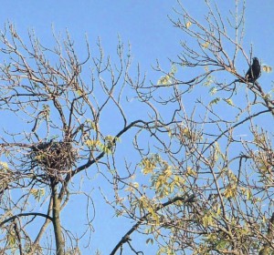 Row 1 No 2 Crows nest in Ash, Crow crop