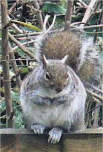 Row 1 No 3 Grey squirrel on fence