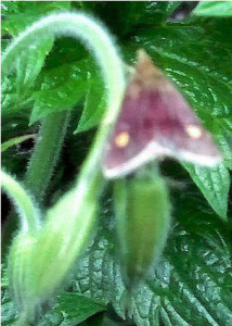 Row 1 No 4 Mint Moth on Hardy G 'Wargrave Pink'