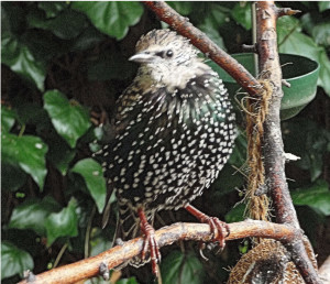 Row 2 No 1 Young Starling waits for mealworm delivery