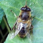 Row 6 No 5 - Masonry or Mining Bee on Ivy