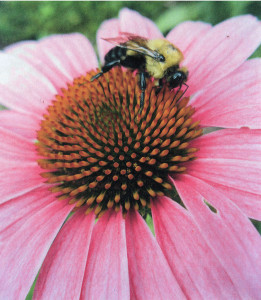 SB'S Big Coneflwr with Bumblebee, enhanced