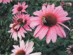 SB'S Philadelphia Coneflowers and Bumblebee